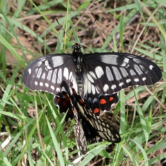 Papilio anactus (Dainty Swallowtail) at Higgins, ACT - 12 Jan 2024 by Trevor