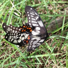 Papilio anactus at Higgins Woodland - 13 Jan 2024 08:21 AM