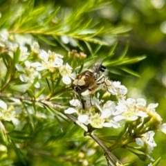 Odontomyia hunteri (Soldier fly) at GG182 - 12 Jan 2024 by KMcCue