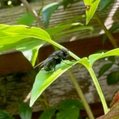 Calliphoridae (family) (Unidentified blowfly) at Aranda, ACT - 12 Jan 2024 by KMcCue