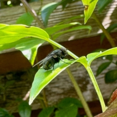 Calliphoridae (family) (Unidentified blowfly) at Aranda, ACT - 12 Jan 2024 by KMcCue