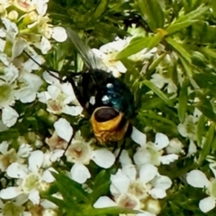 Amenia sp. (genus) (Yellow-headed Blowfly) at GG182 - 12 Jan 2024 by KMcCue