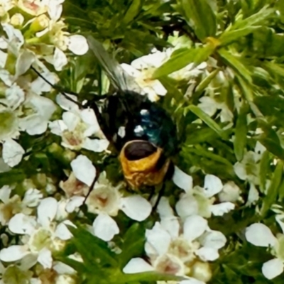 Amenia sp. (genus) (Yellow-headed Blowfly) at GG182 - 13 Jan 2024 by KMcCue
