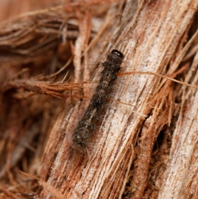 Lepidoptera unclassified IMMATURE moth at Downer, ACT - 12 Jan 2024 by RobertD