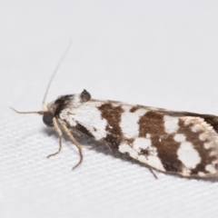 Lepidoscia (genus) ADULT (A Case moth) at QPRC LGA - 12 Jan 2024 by DianneClarke