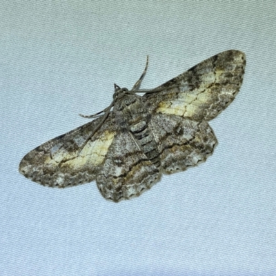Cleora (genus) (A Looper Moth) at QPRC LGA - 12 Jan 2024 by SteveBorkowskis