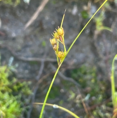 Juncus tenuis (Slender Rush) at Nurenmerenmong, NSW - 11 Jan 2024 by JaneR