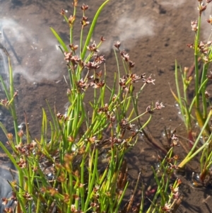 Juncus articulatus at The Tops at Nurenmerenmong - 11 Jan 2024