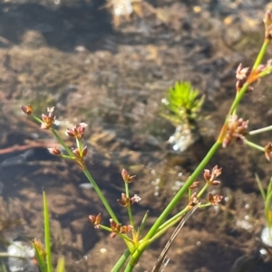 Juncus articulatus at The Tops at Nurenmerenmong - 11 Jan 2024