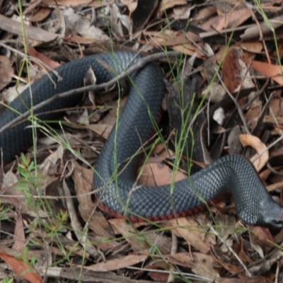 Pseudechis porphyriacus (Red-bellied Black Snake) at Wingecarribee Local Government Area - 11 Jan 2024 by JanHartog