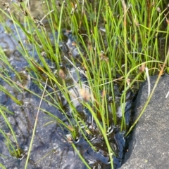 Eleocharis pusilla (Small Spike-rush) at The Tops at Nurenmerenmong - 11 Jan 2024 by JaneR
