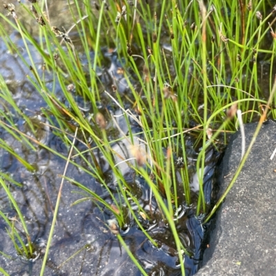 Eleocharis pusilla (Small Spike-rush) at Nurenmerenmong, NSW - 11 Jan 2024 by JaneR