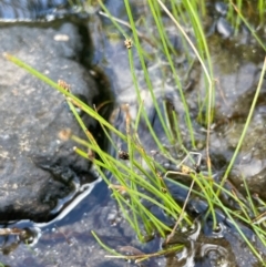 Eleocharis pusilla at The Tops at Nurenmerenmong - 11 Jan 2024 04:59 PM