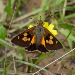 Hesperilla idothea (Flame Sedge-skipper) at QPRC LGA - 12 Jan 2024 by DPRees125