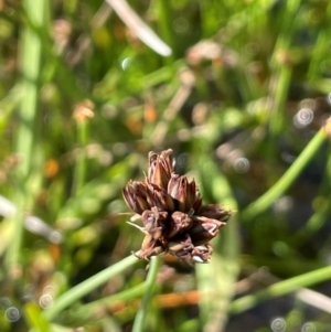 Juncus falcatus at The Tops at Nurenmerenmong - 11 Jan 2024 05:04 PM