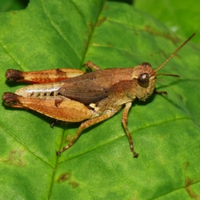 Phaulacridium vittatum (Wingless Grasshopper) at Sheldon, QLD - 12 Jan 2024 by PJH123