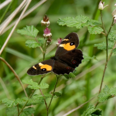 Tisiphone abeona (Varied Sword-grass Brown) at QPRC LGA - 12 Jan 2024 by DPRees125