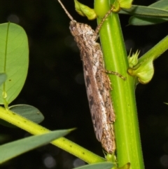 Coryphistes ruricola (Bark-mimicking Grasshopper) at Sheldon, QLD - 12 Jan 2024 by PJH123