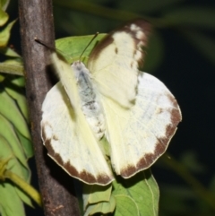 Catopsilia pomona at Sheldon, QLD - 12 Jan 2024 by PJH123