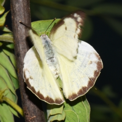 Catopsilia pomona at Sheldon, QLD - 12 Jan 2024 by PJH123