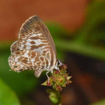 Leptotes plinius at Sheldon, QLD - 12 Jan 2024 by PJH123