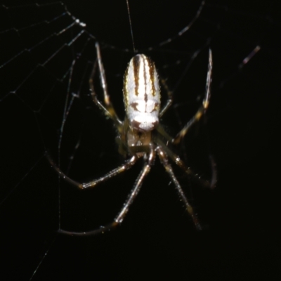Unidentified Spider (Araneae) at Sheldon, QLD - 12 Jan 2024 by PJH123