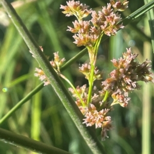 Juncus brevibracteus at The Tops at Nurenmerenmong - suppressed