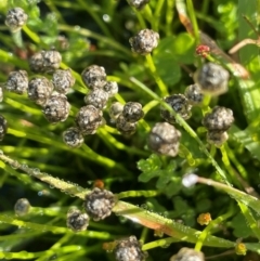 Eriocaulon scariosum (Pale Pipewort) at Bago State Forest - 11 Jan 2024 by JaneR