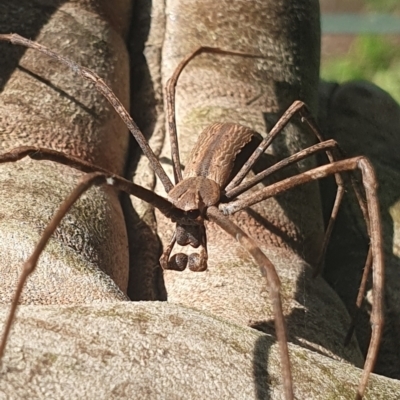 Asianopis sp. (genus) (Net-casting spider) at Mawson, ACT - 12 Jan 2024 by EmmaCollins