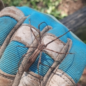 Asianopis sp. (genus) at Mawson, ACT - 13 Jan 2024