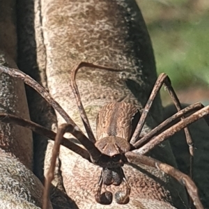 Asianopis sp. (genus) at Mawson, ACT - 13 Jan 2024