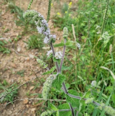 Mentha spicata (Garden Mint) at Stirling Park - 12 Jan 2024 by jpittock