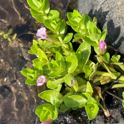 Gratiola peruviana (Australian Brooklime) at Nurenmerenmong, NSW - 11 Jan 2024 by JaneR