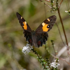 Tisiphone abeona (Varied Sword-grass Brown) at QPRC LGA - 12 Jan 2024 by DPRees125