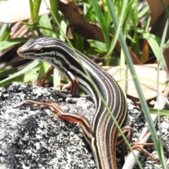 Ctenotus taeniolatus (Copper-tailed Skink) at Namadgi National Park - 13 Jan 2024 by JohnBundock