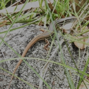 Ctenotus taeniolatus at Namadgi National Park - 13 Jan 2024