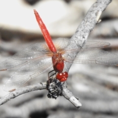 Diplacodes haematodes (Scarlet Percher) at Namadgi National Park - 13 Jan 2024 by JohnBundock