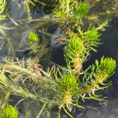 Myriophyllum variifolium (Varied Water-milfoil) at Nurenmerenmong, NSW - 11 Jan 2024 by JaneR