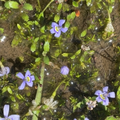 Isotoma fluviatilis subsp. australis (Swamp Isotome) at Bago State Forest - 12 Jan 2024 by JaneR