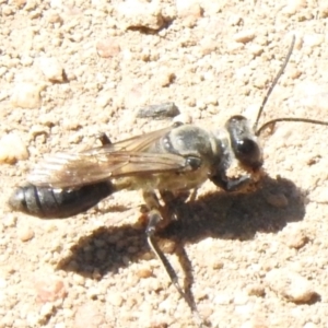 Pompilidae (family) at Namadgi National Park - 13 Jan 2024 11:51 AM