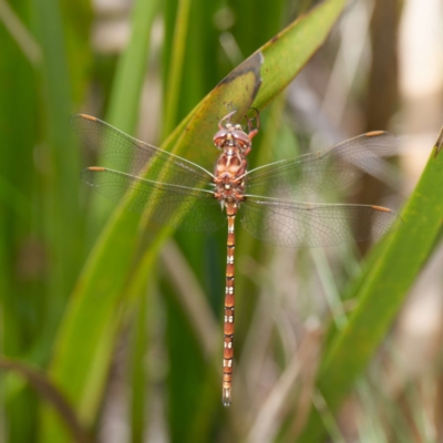 Archaeosynthemis orientalis (Eastern Brown Tigertail) at QPRC LGA - 12 Jan 2024 by DPRees125