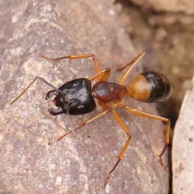 Camponotus consobrinus (Banded sugar ant) at Dryandra St Woodland - 12 Jan 2024 by ConBoekel