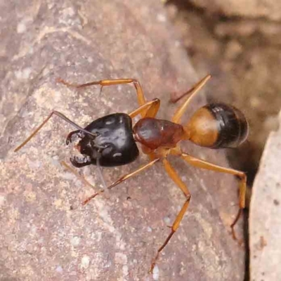 Camponotus consobrinus (Banded sugar ant) at Dryandra St Woodland - 13 Jan 2024 by ConBoekel