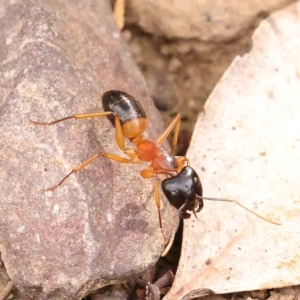 Camponotus consobrinus at Dryandra St Woodland - 13 Jan 2024 09:17 AM