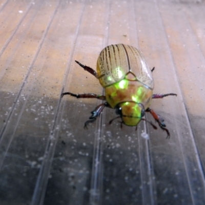 Anoplognathus sp. (genus) (Unidentified Christmas beetle) at Avoca, QLD - 8 Jan 2024 by Gaylesp8