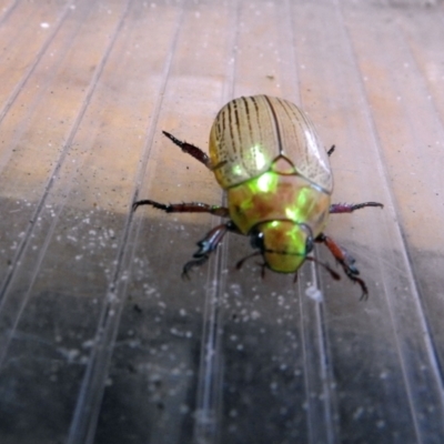 Unidentified Other beetle at Avoca, QLD - 7 Jan 2024 by Gaylesp8