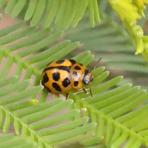 Peltoschema oceanica at Dryandra St Woodland - 13 Jan 2024 09:03 AM