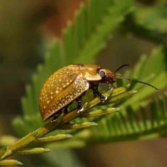 Paropsisterna cloelia (Eucalyptus variegated beetle) at Dryandra St Woodland - 12 Jan 2024 by ConBoekel