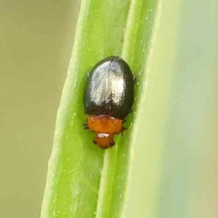 Nisotra sp. (genus) (Flea beetle) at Dryandra St Woodland - 12 Jan 2024 by ConBoekel