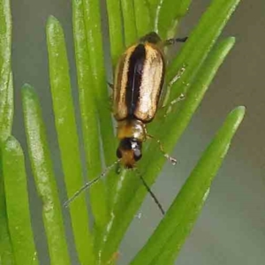 Monolepta froggatti at Dryandra St Woodland - 13 Jan 2024 08:27 AM